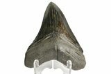 Serrated, Fossil Megalodon Tooth - Beautiful Enamel #168038-1